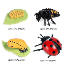 Load image into Gallery viewer, Kids Cognitive Educational Toys Simulation Animal Insect Model Mini Animal Butterfly Growth Cycle Ornaments