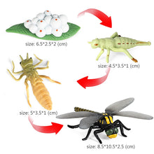 Load image into Gallery viewer, Kids Cognitive Educational Toys Simulation Animal Insect Model Mini Animal Butterfly Growth Cycle Ornaments