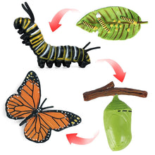Load image into Gallery viewer, Kids Cognitive Educational Toys Simulation Animal Insect Model Mini Animal Butterfly Growth Cycle Ornaments