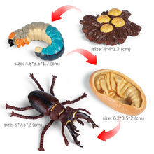Load image into Gallery viewer, Kids Cognitive Educational Toys Simulation Animal Insect Model Mini Animal Butterfly Growth Cycle Ornaments