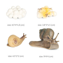 Load image into Gallery viewer, Kids Cognitive Educational Toys Simulation Animal Insect Model Mini Animal Butterfly Growth Cycle Ornaments