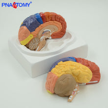 Load image into Gallery viewer, Life Size Brain Model Cerebellum Brain Stem Anatomy Functional Area Models Human Anatomical Models for Medical School Teaching