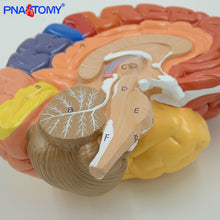 Load image into Gallery viewer, Life Size Brain Model Cerebellum Brain Stem Anatomy Functional Area Models Human Anatomical Models for Medical School Teaching