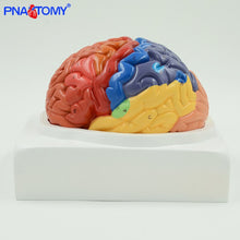 Load image into Gallery viewer, Life Size Brain Model Cerebellum Brain Stem Anatomy Functional Area Models Human Anatomical Models for Medical School Teaching