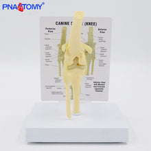 Load image into Gallery viewer, Life Size Canine Knee Model Dog Joint Anatomical Model with Key Card Manual Animal Skeleton Anatomy Medical Science Gift