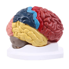 Load image into Gallery viewer, Life Size Human Brain Functional Area Model Anatomy for Science Classroom Study Display Teaching Sculptures School