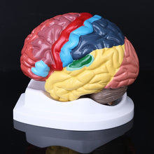 Load image into Gallery viewer, Life Size Human Brain Functional Area Model Anatomy for Science Classroom Study Display Teaching Sculptures School