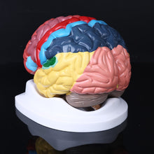 Load image into Gallery viewer, Life Size Human Brain Functional Area Model Anatomy for Science Classroom Study Display Teaching Sculptures School