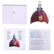 Load image into Gallery viewer, Life Size Human Lung Model Anatomical Respiratory System Anatomy For School Science Resources Study Display Teaching Tool