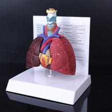 Load image into Gallery viewer, Life Size Human Lung Model Anatomical Respiratory System Anatomy For School Science Resources Study Display Teaching Tool