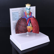Load image into Gallery viewer, Life Size Human Lung Model Anatomical Respiratory System Anatomy For School Science Resources Study Display Teaching Tool