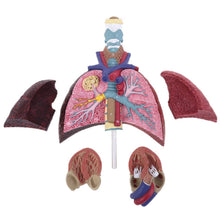 Load image into Gallery viewer, Life Size Human Lung Model Anatomical Respiratory System Anatomy for School Science Resources Study Display Teaching Tool