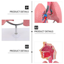 Load image into Gallery viewer, Lung Respiratory Anatomy Model Teaching System Human Display model School Lungs Anatomical Heart Educational Nasal Toy