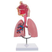Load image into Gallery viewer, Lung Respiratory Anatomy Model Teaching System Human Display model School Lungs Anatomical Heart Educational Nasal Toy
