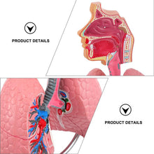 Load image into Gallery viewer, Lung Respiratory Anatomy Model Teaching System Human Display model School Lungs Anatomical Heart Educational Nasal Toy