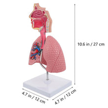 Load image into Gallery viewer, Lung Respiratory Anatomy Model Teaching System Human Display model School Lungs Anatomical Heart Educational Nasal Toy