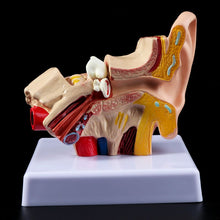 Load image into Gallery viewer, Medical props model 1.5 Times Life Size Human Ear Anatomy Model OrganMedical Teaching Supplies Professional