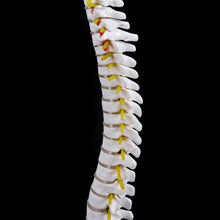 Load image into Gallery viewer, Medical props model 45cm Human Anatomical Spine with Pelvic Flexible Model Medical Learn Aid Anatomy