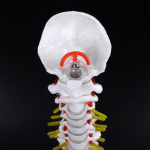 Load image into Gallery viewer, Medical props model 45cm Human Anatomical Spine with Pelvic Flexible Model Medical Learn Aid Anatomy