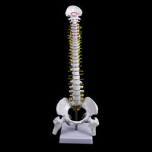 Load image into Gallery viewer, Medical props model 45cm Human Anatomical Spine with Pelvic Flexible Model Medical Learn Aid Anatomy