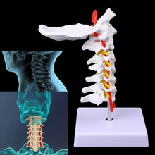 Load image into Gallery viewer, Medical props model Free postage Cervical Vertebra Arteria Spine Spinal Nerves Anatomical Model Life Size