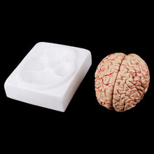 Load image into Gallery viewer, Medical props model Free postage Disassembled Anatomical Human Brain Model Anatomy Medical Teaching Tool