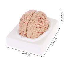 Load image into Gallery viewer, Medical props model Free postage Disassembled Anatomical Human Brain Model Anatomy Medical Teaching Tool