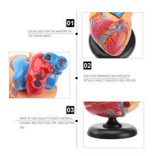 Load image into Gallery viewer, Medical props model Free postage Disassembled Anatomical Human Heart Model Anatomy Medical Teaching Tool