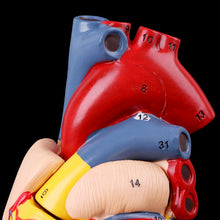 Load image into Gallery viewer, Medical props model Disassembled Anatomical Human Heart Model Anatomy Medical Teaching Tool