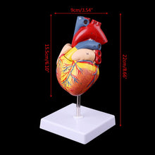 Load image into Gallery viewer, Medical props model Disassembled Anatomical Human Heart Model Anatomy Medical Teaching Tool