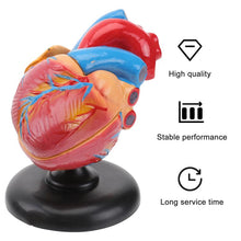 Load image into Gallery viewer, Medical props model Free postage Disassembled Anatomical Human Heart Model Anatomy Medical Teaching Tool