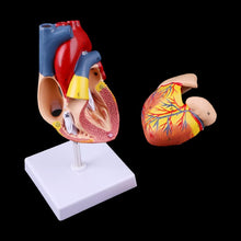 Load image into Gallery viewer, Medical props model Disassembled Anatomical Human Heart Model Anatomy Medical Teaching Tool