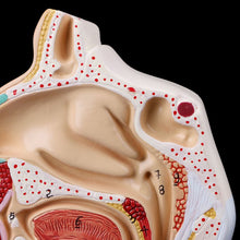 Load image into Gallery viewer, Medical props model Free postage Human Anatomical Nasal Cavity Throat Anatomy Medical Model Teaching Tool