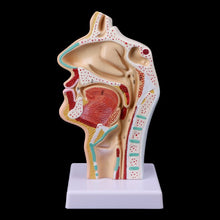Load image into Gallery viewer, Medical props model Free postage Human Anatomical Nasal Cavity Throat Anatomy Medical Model Teaching Tool