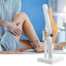 Load image into Gallery viewer, Medical props model Human Anatomical Knee Joint Flexible Skeleton Model Medical Learning Aid Anatomy