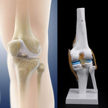 Load image into Gallery viewer, Medical props model Human Anatomical Knee Joint Flexible Skeleton Model Medical Learning Aid Anatomy