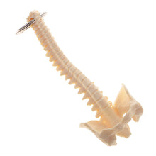 Load image into Gallery viewer, Mini PVC Material Handcrafted Human Spine Skeleton Model Keychain for School Teaching Aid Ornament Novelty Present