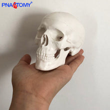 Load image into Gallery viewer, Mini skull model human anatomical head medical model cheap skull anatomy model convenient PVC teaching tool painting sculpt used