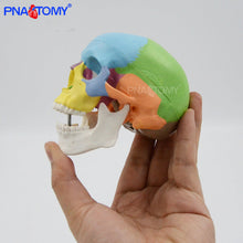 Load image into Gallery viewer, Mini skull model human anatomical head medical model cheap skull anatomy model convenient PVC teaching tool painting sculpt used