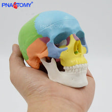 Load image into Gallery viewer, Mini skull model human anatomical head medical model cheap skull anatomy model convenient PVC teaching tool painting sculpt used