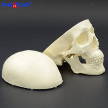 Load image into Gallery viewer, Mini skull model human anatomical head medical model cheap skull anatomy model convenient PVC teaching tool painting sculpt used