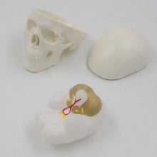 Load image into Gallery viewer, Mini skull model human anatomical head medical model cheap skull anatomy model convenient PVC teaching tool painting sculpt used