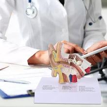 Load image into Gallery viewer, New 1.5 Times Life Size Human Ear Model Scientific Anatomy Teaching Supplies Tool