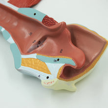 Load image into Gallery viewer, Human Model Medical Human Laryngeal Muscle Laryngeal Cartilage Throat Throat Oral Thyroid Anatomy Model Teaching Aids Ent
