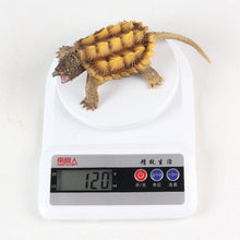 Load image into Gallery viewer, Freshwater Animal Crocodile Snapping Turtle Tortoise Tortoise Children's Science and Education Cognitive Biological Model Toy Decoration