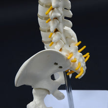 Load image into Gallery viewer, 45cm Human Spine Model Human Skeleton Skeleton Spinal Intervertebral Disc Nerve Cervical Spine Thoracic Vertebra Tailbone Basin