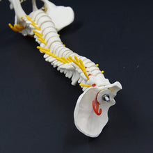 Load image into Gallery viewer, 45cm Human Spine Model Human Skeleton Skeleton Spinal Intervertebral Disc Nerve Cervical Spine Thoracic Vertebra Tailbone Basin