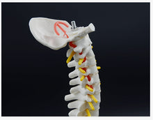 Load image into Gallery viewer, 45cm Human Spine Model Human Skeleton Skeleton Spinal Intervertebral Disc Nerve Cervical Spine Thoracic Vertebra Tailbone Basin