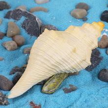 Load image into Gallery viewer, Conch Marine Life Model Children's Science and Education Cognitive Learning Toys
