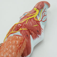 Load image into Gallery viewer, Human Model Medical Human Laryngeal Muscle Laryngeal Cartilage Throat Throat Oral Thyroid Anatomy Model Teaching Aids Ent